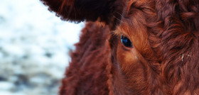 Winter animal fur cow cattle horse 1019269 pxhere