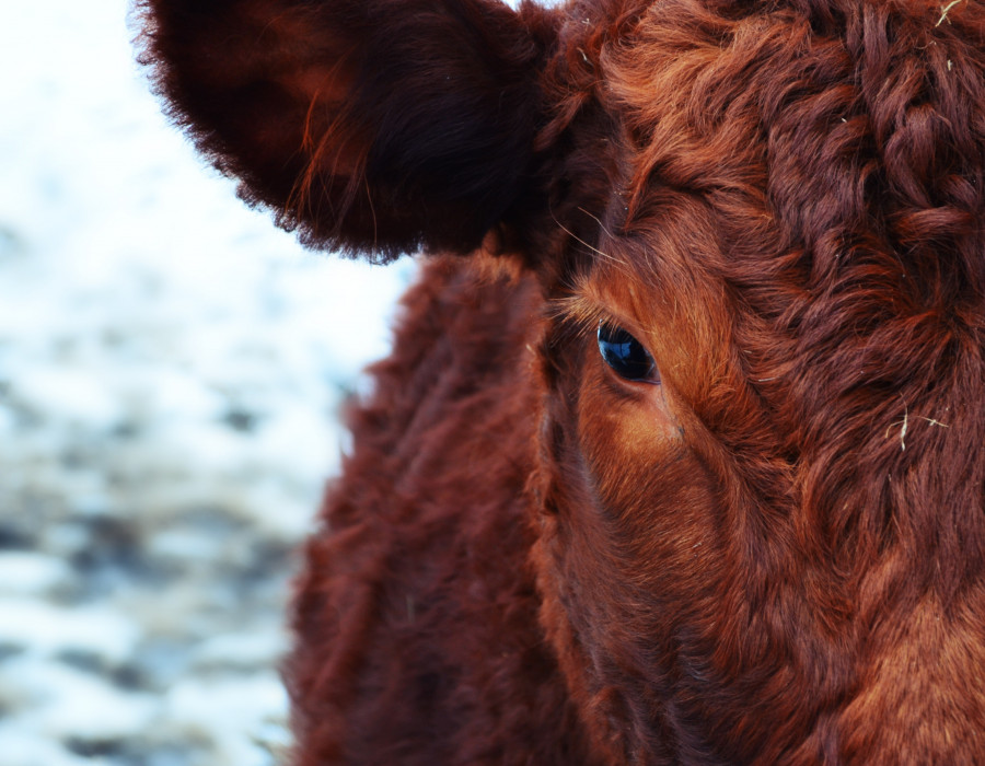 Winter animal fur cow cattle horse 1019269 pxhere