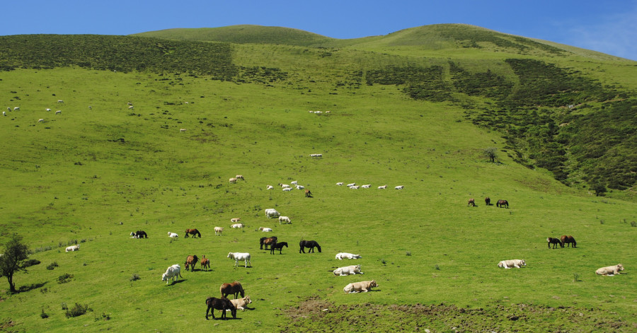 Landscape grass wilderness mountain field meadow 619345 pxhere