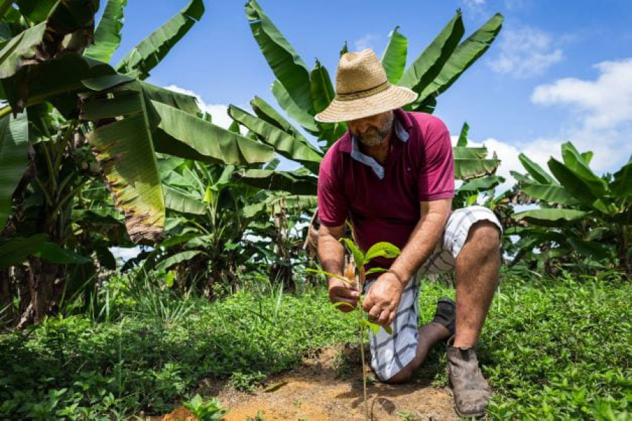 Cocoa Life farming Brazil 10