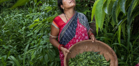 Fairtrade COP27