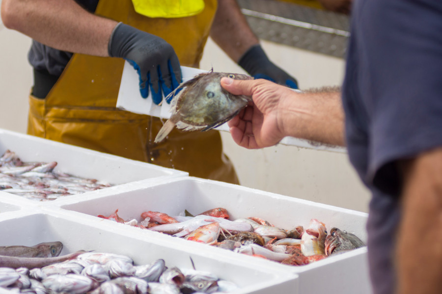 Fisherman preparing catched fresh in white containers ocean delicacies