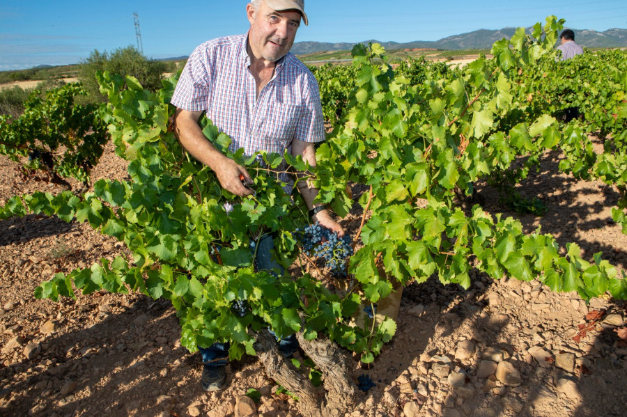 La Denominación Cariñena ha recogido más de 80 millones de kilos de uva en 2022 (1)