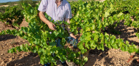 La Denominación Cariñena ha recogido más de 80 millones de kilos de uva en 2022 (1)