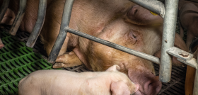 84924 © Compassion in World Farming