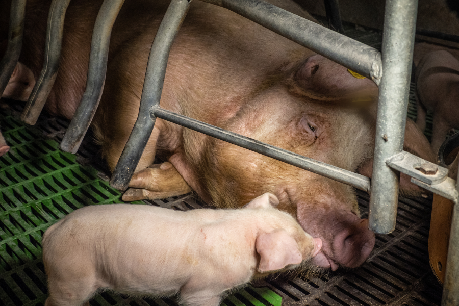 84924 © Compassion in World Farming