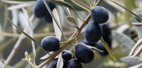 Olives 357849 1920