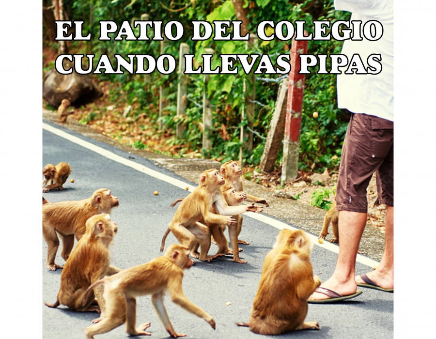 Usa pipas