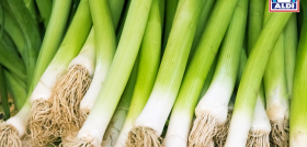 ALDI Calçots