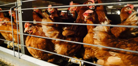 69221 © Compassion in World Farming