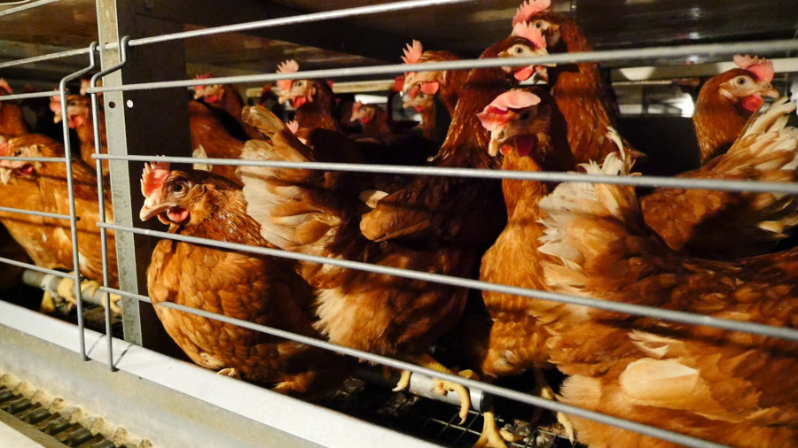 69221 © Compassion in World Farming (1)