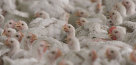 70740 © Compassion in World Farming