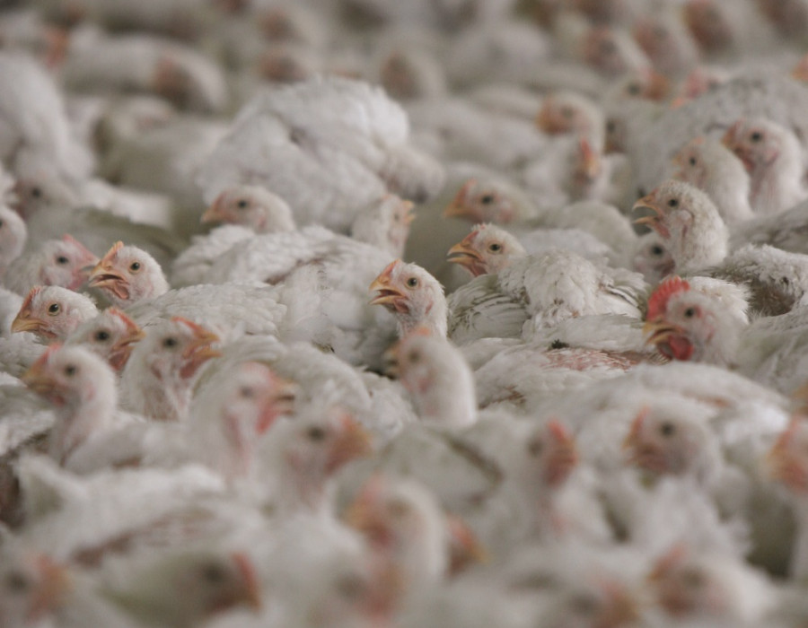70740 © Compassion in World Farming