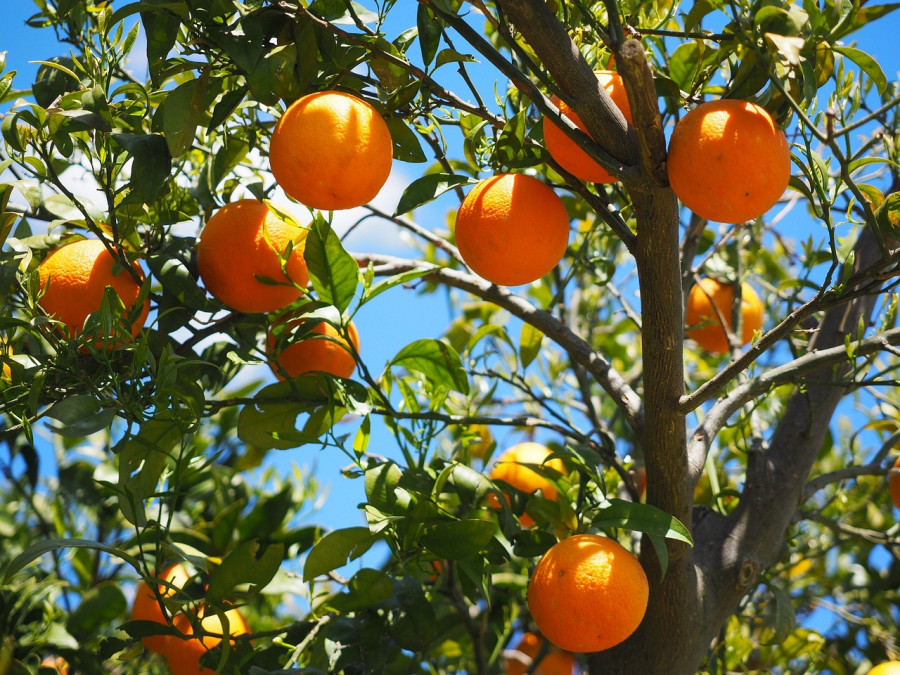 Oranges 1117628 1280