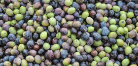 Olives 1307154 1280