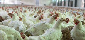 Imagen recurso granja de pollos