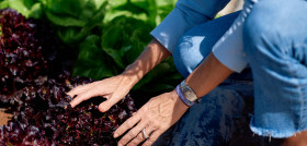 HiperDino destina 40 millones de euros a la compra de productos agrícolas cultivados en Canarias