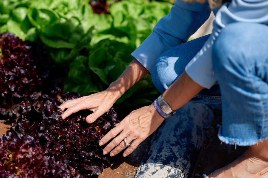 HiperDino destina 40 millones de euros a la compra de productos agrícolas cultivados en Canarias