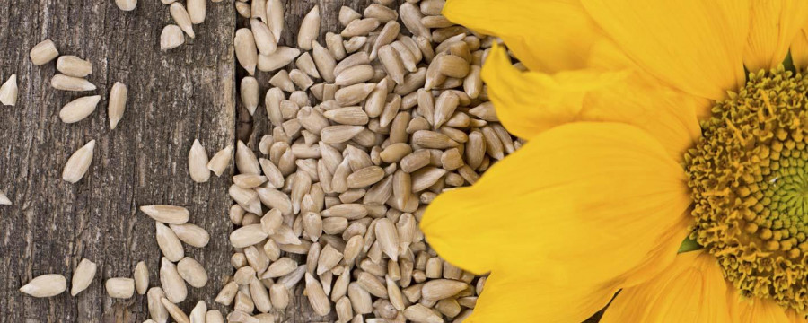 FOTO NP PIPAS USA sunflower seeds