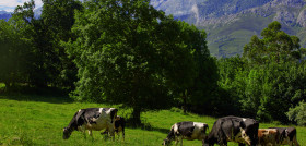 LOC1 Vacas Paisaje