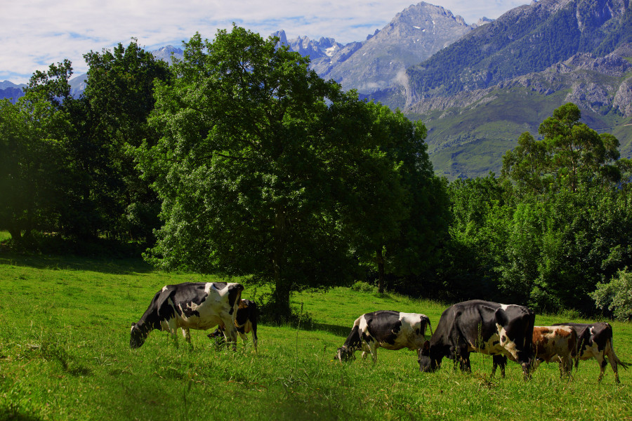 LOC1 Vacas Paisaje