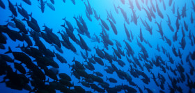 Banco de peces MSC II