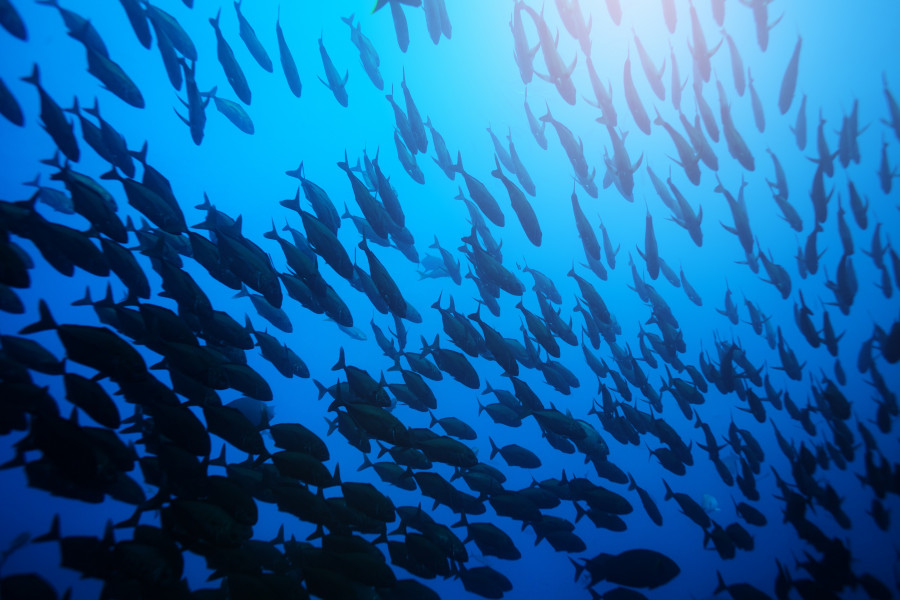Banco de peces MSC II