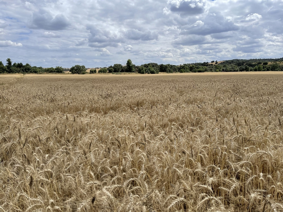 1523   NP Nestlé impulsa la agricultura regenerativa entre sus proveedores de cereales en España