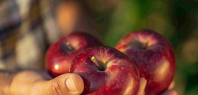 Imagen Lidl Manzanas 2