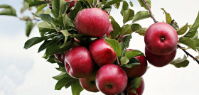 Apples 2788599 1280