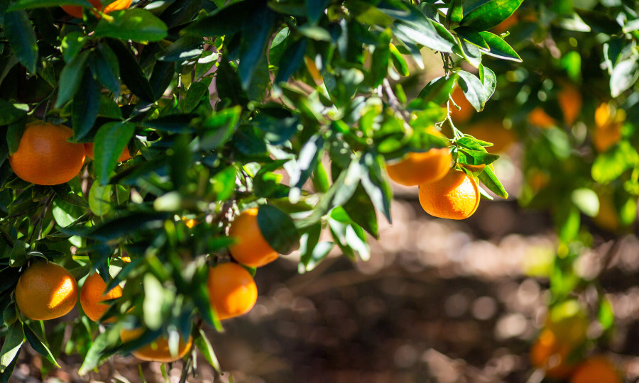 Mandarinas en campo, de origen nacional