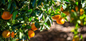 Mandarinas en campo, de origen nacional