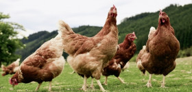 PORTADA DET gallinas 1 tcm30 551207