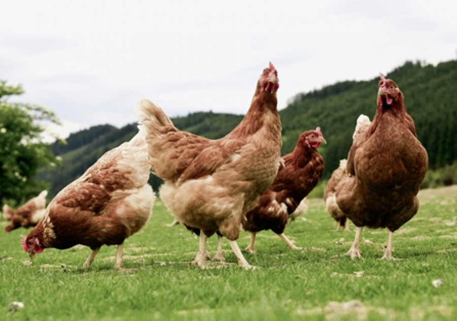 PORTADA DET gallinas 1 tcm30 551207