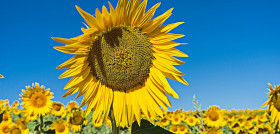 Sunflower 879457 1280