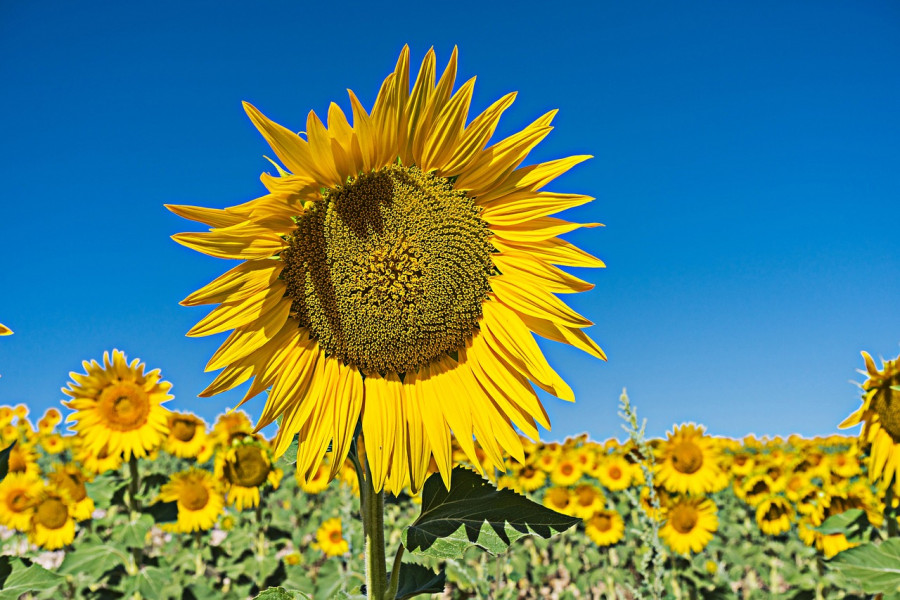 Sunflower 879457 1280