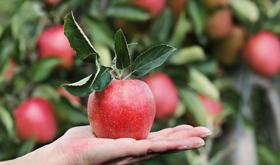 Apple 2788662 1280