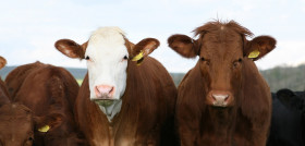 Cows 1238273 1280