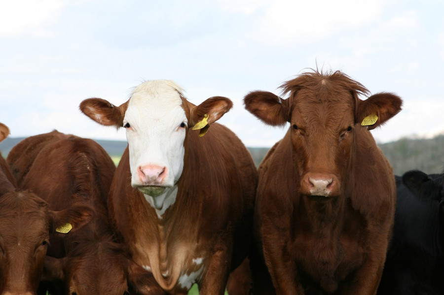 Cows 1238273 1280