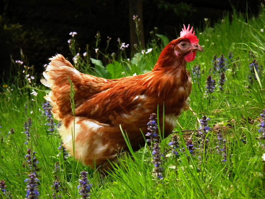 Gallina tcm30 551204