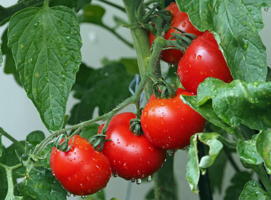 Tomatoes 1561565 1280