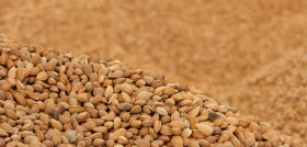 Almond 28 33210342141 o'