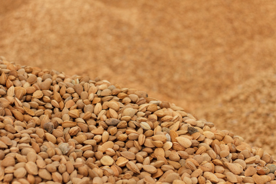 Almond 28 33210342141 o'