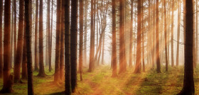 Forest 3448818 1280