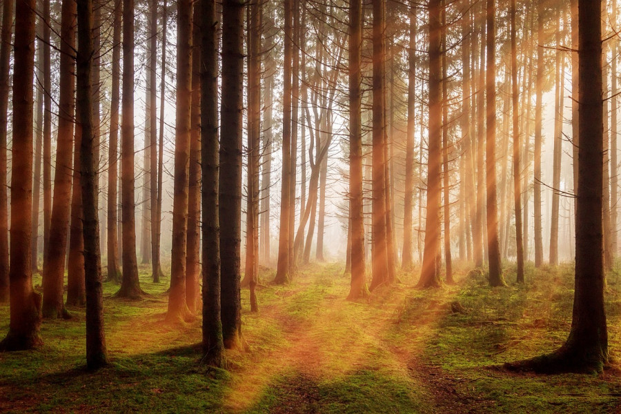 Forest 3448818 1280