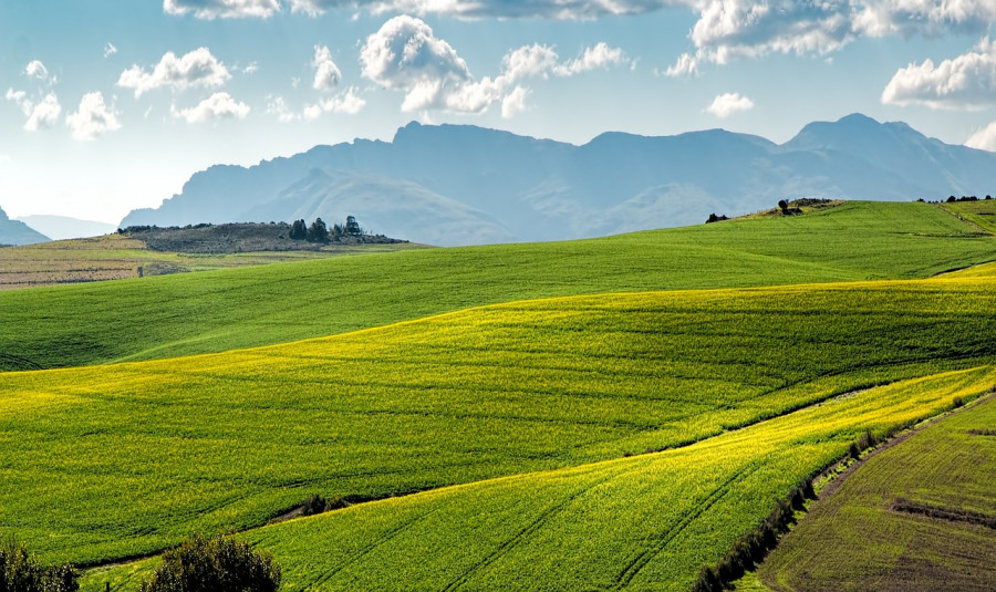 Canola fields 1911392 1280