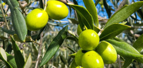 Olive 7486982 1280
