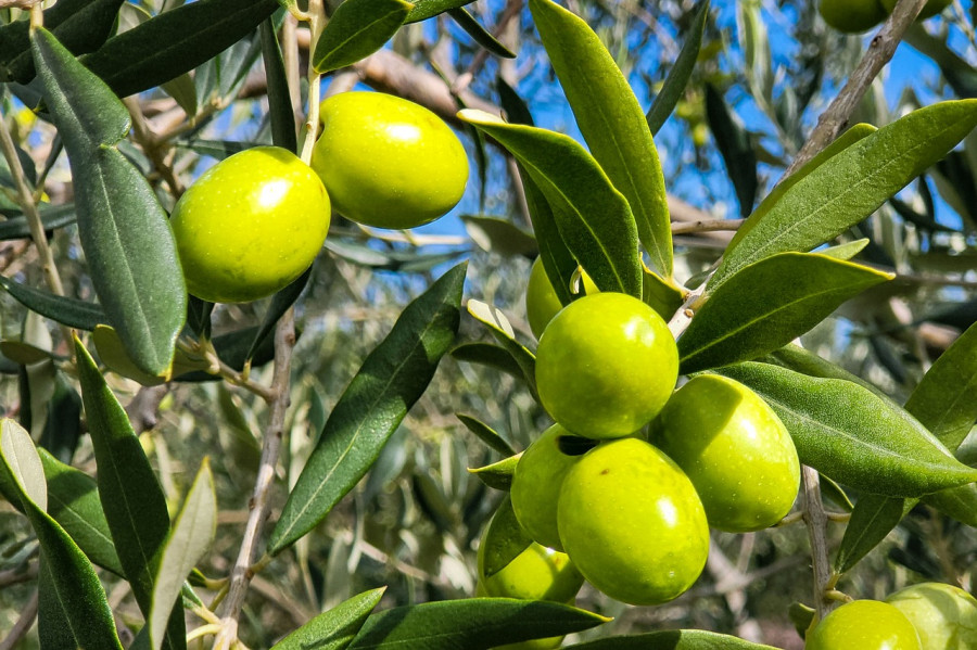 Olive 7486982 1280