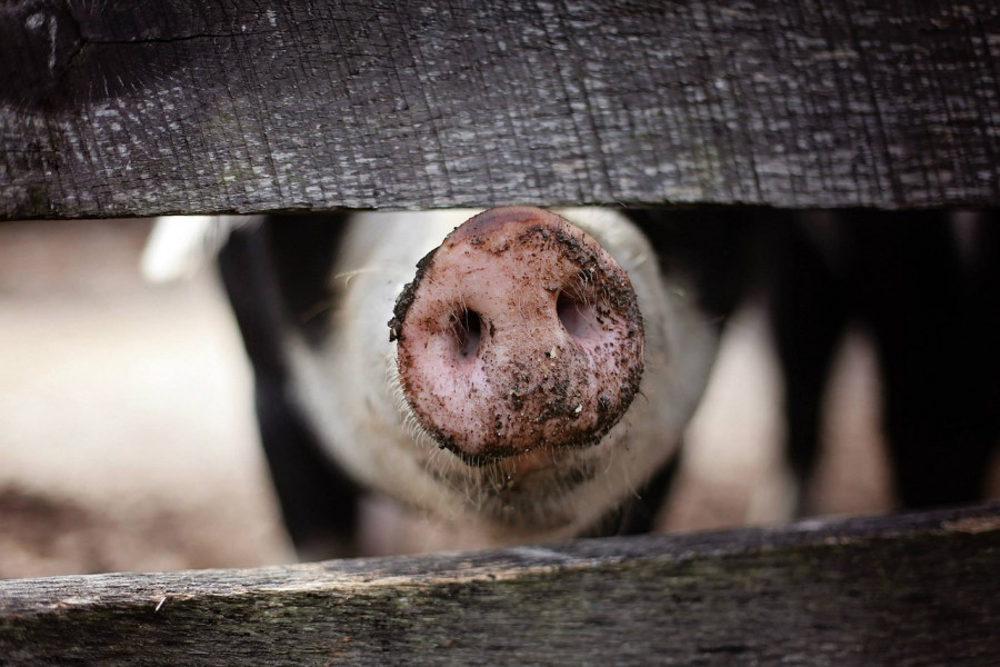 Pig 1867180 1280