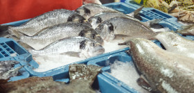 Pescadodeacuicultura